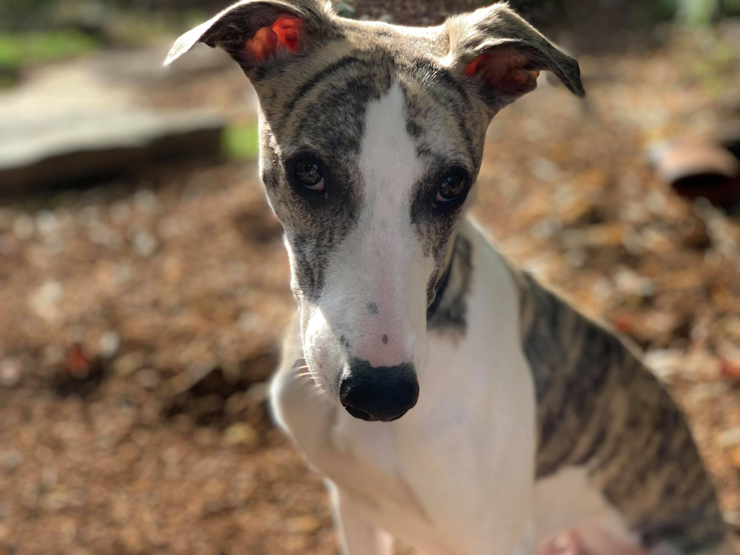 whippet puppies for sale in arizona