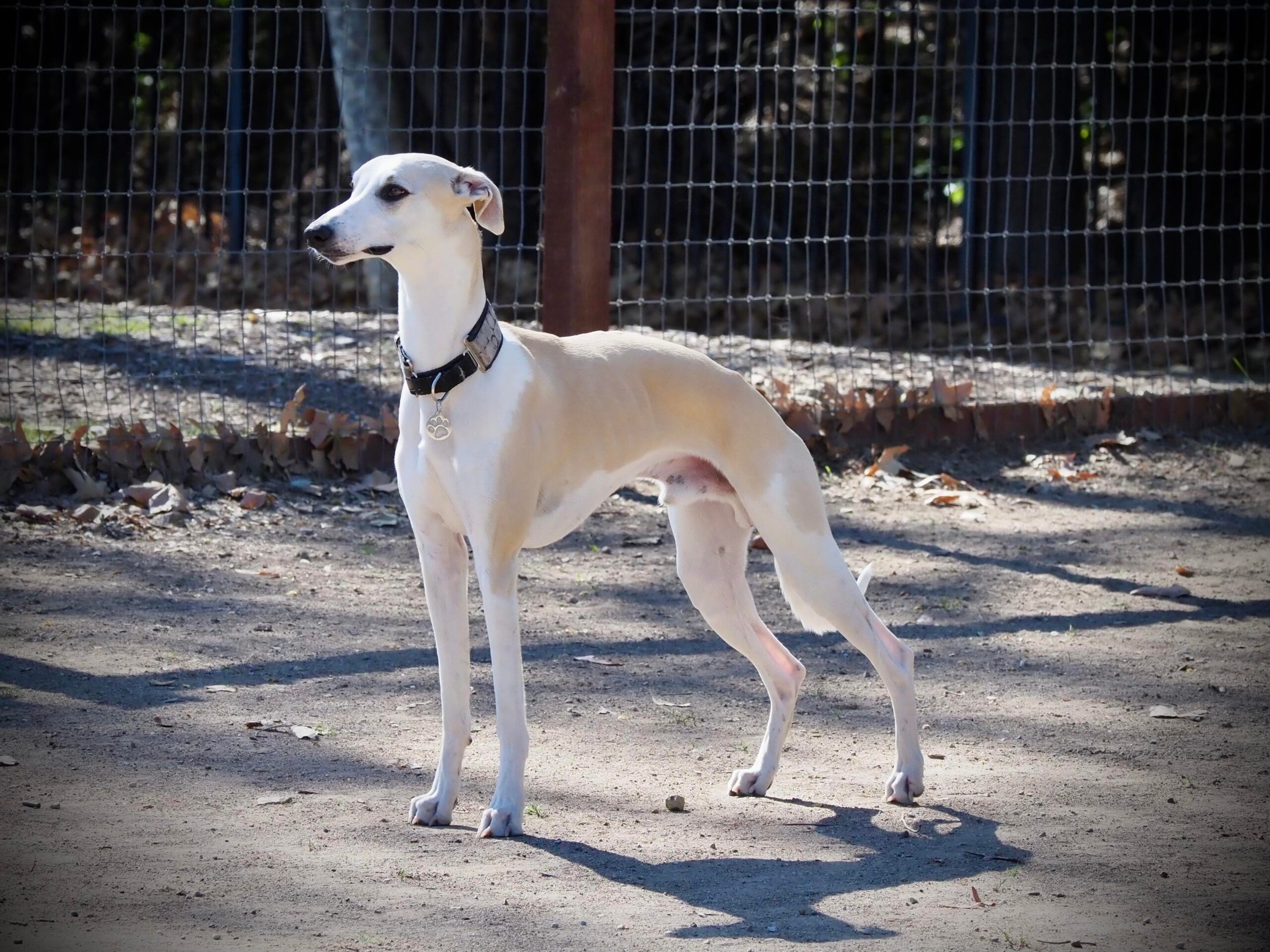 Fawn and white whippet in california