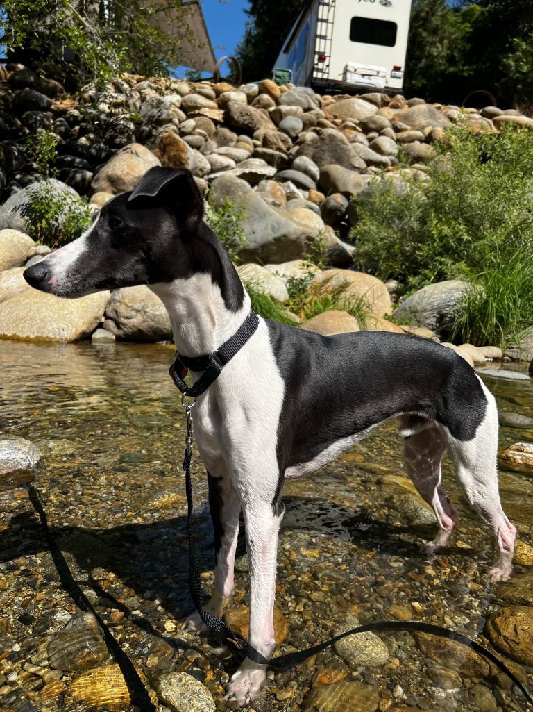 black and white whippet in the river