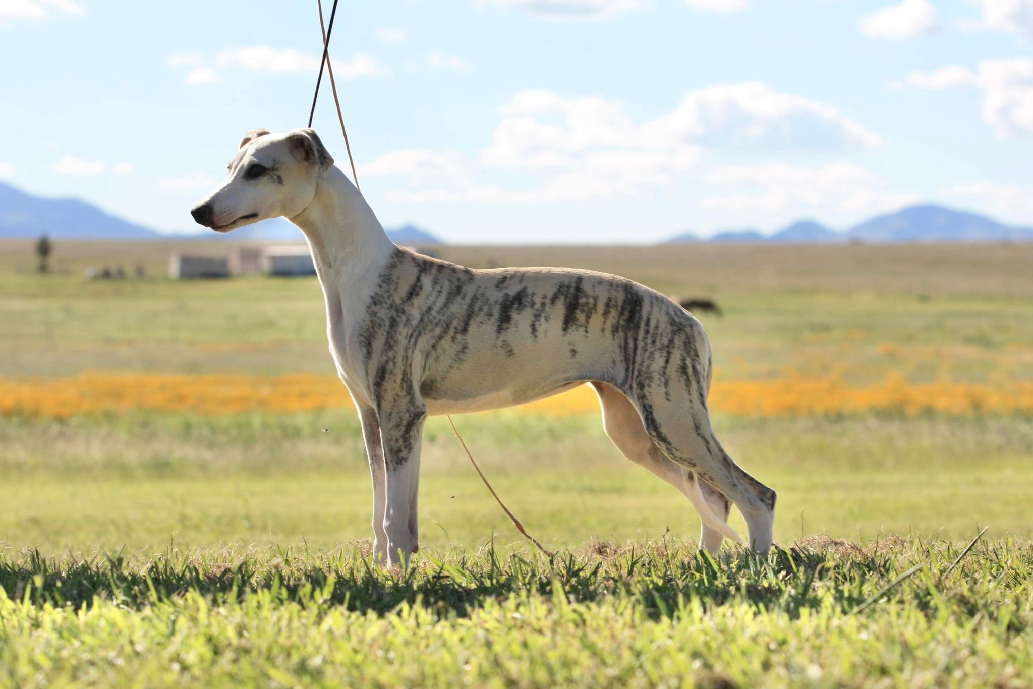 whippet puppies for sale in tucson arizona