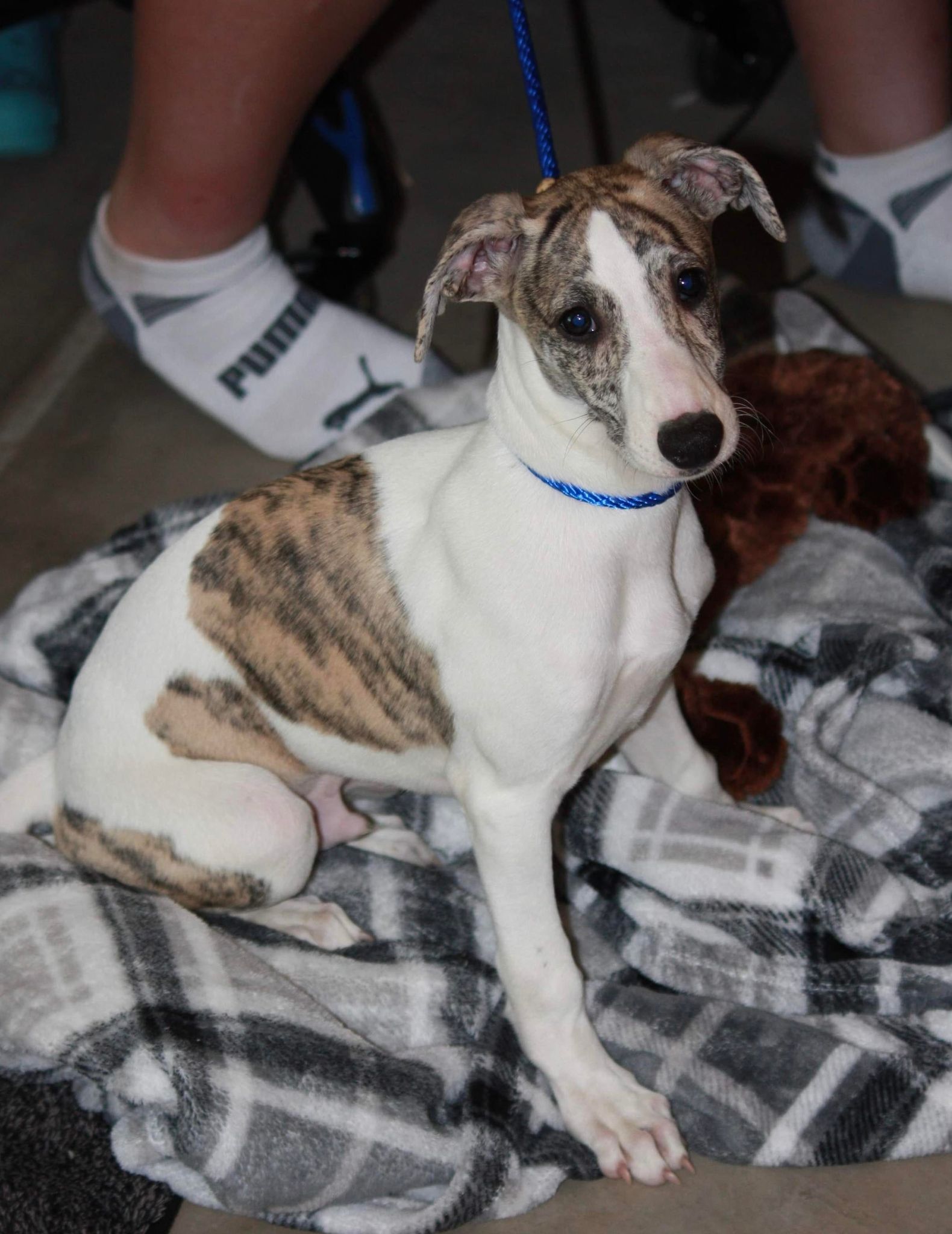 Top quality Whippet puppies in arizona
