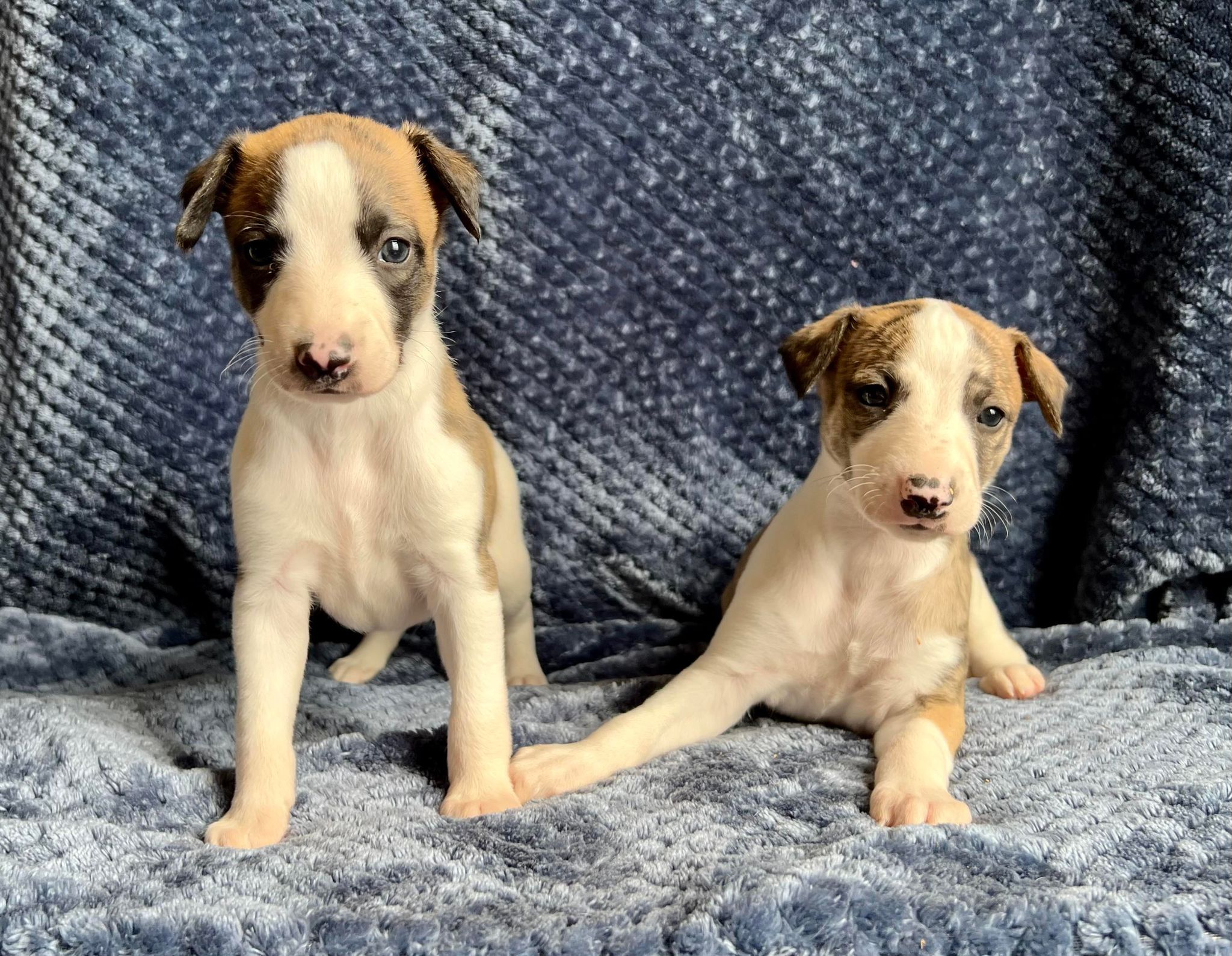 Top quality Whippet puppies in arizona