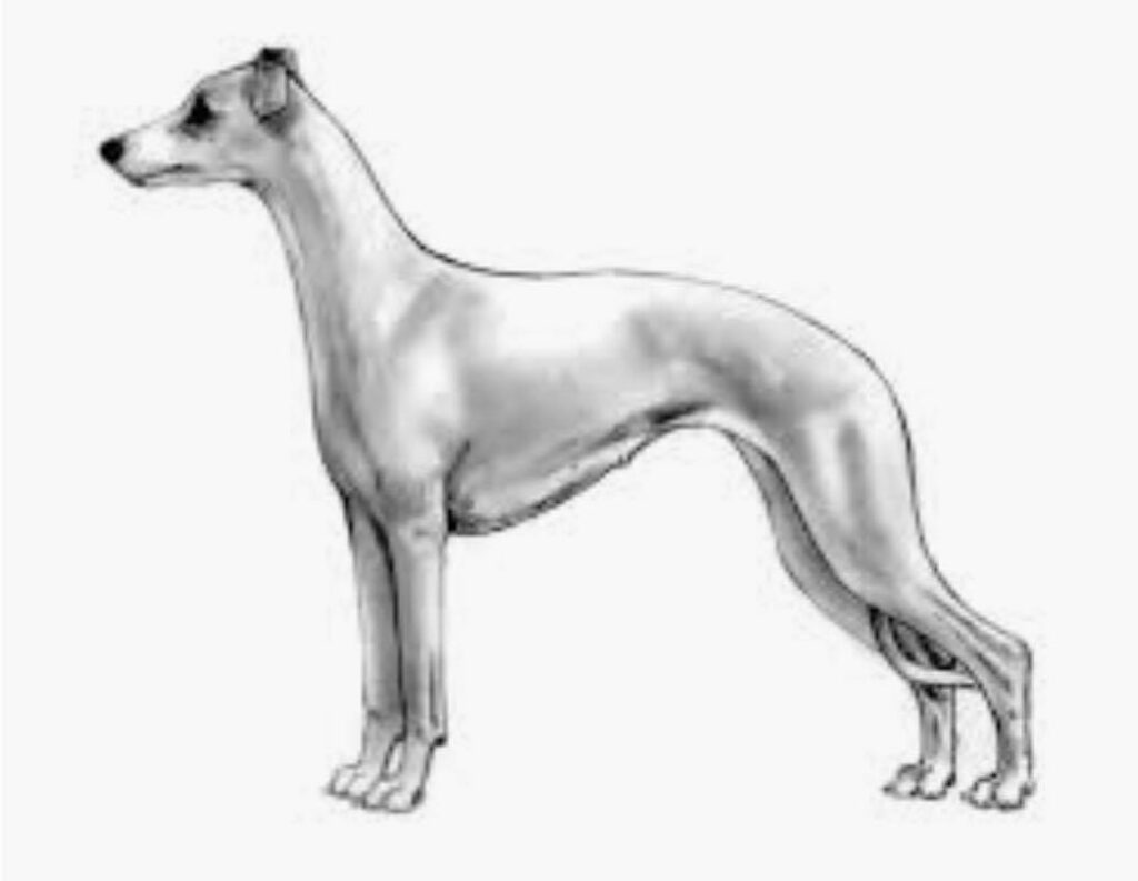 AKC Standard Whippet Picture 3