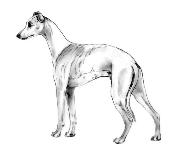 AKC Standard Whippet Picture 1