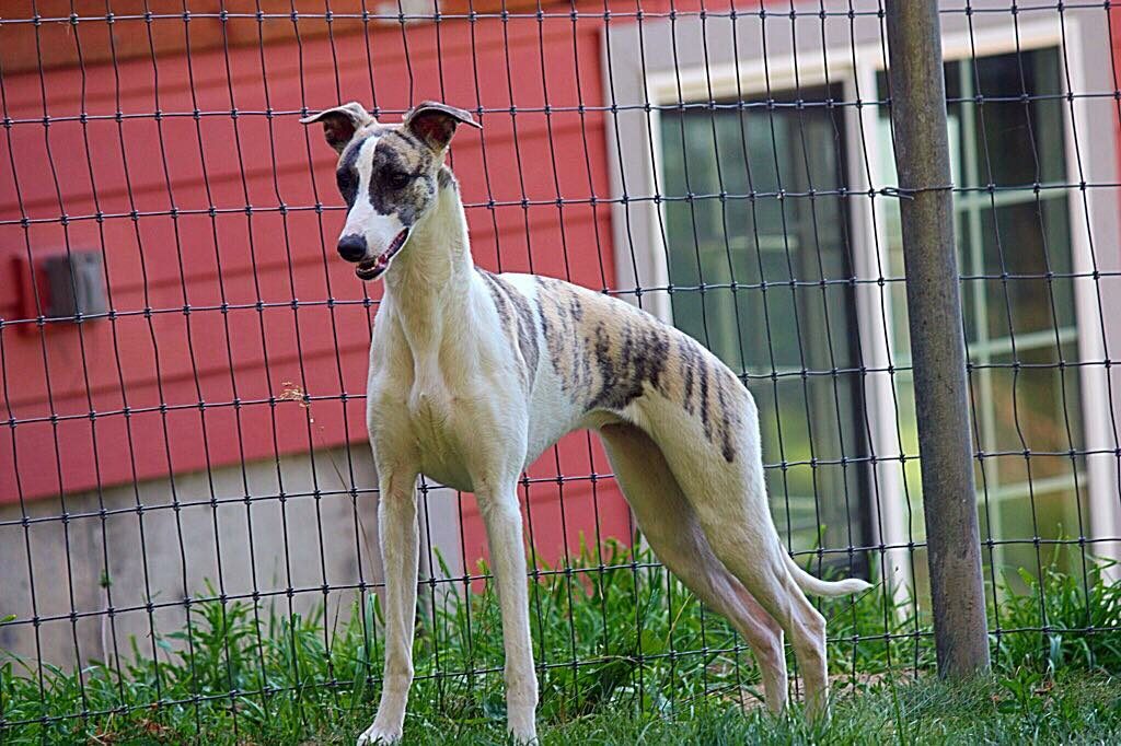 Bridle whippet Rexha side shot in the yard
