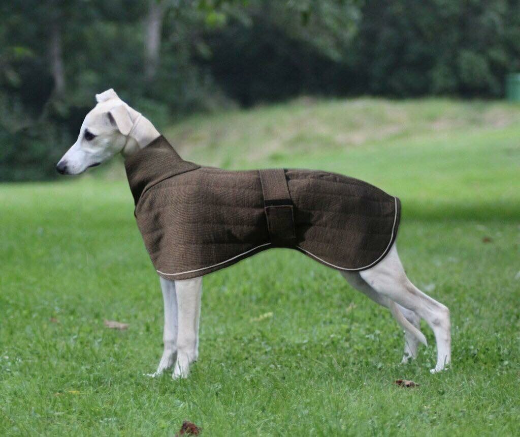 whippet in a fancy jacket