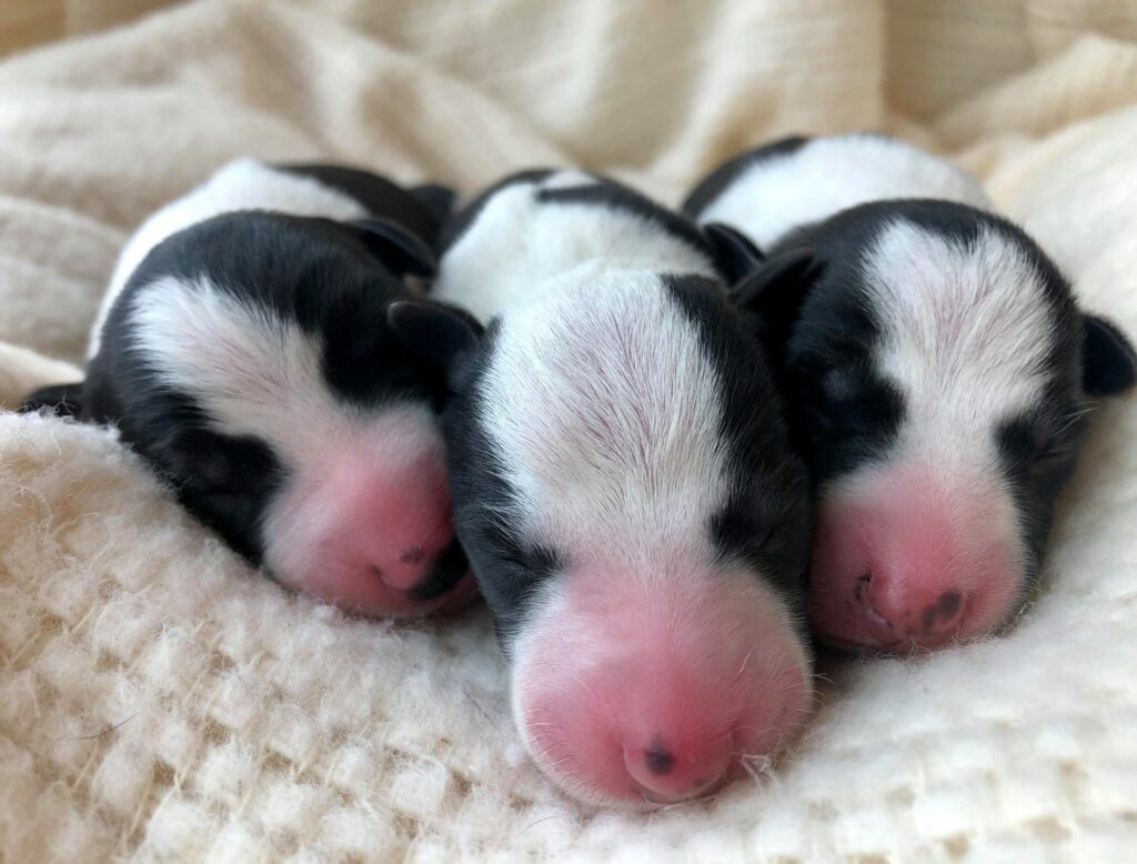 Black and white whippet puppies for sale