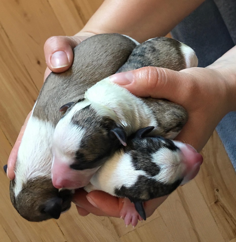hands full of whippet puppies