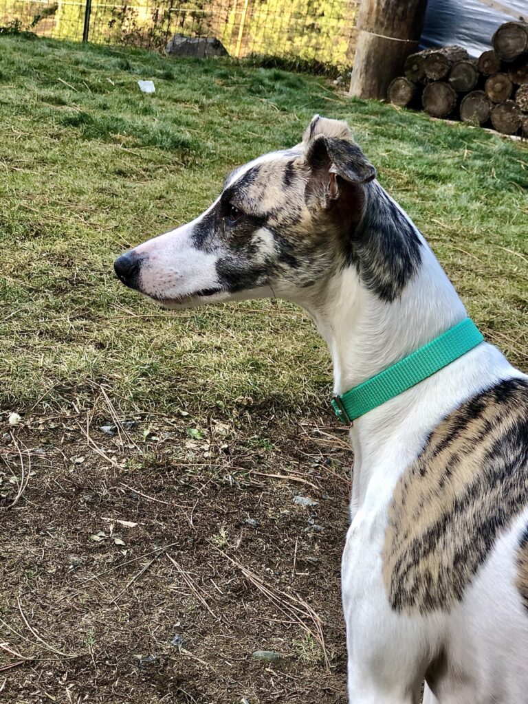 brindle whippet
