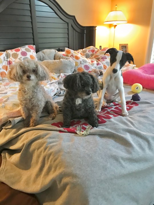 whippet pup with her poodle siblings