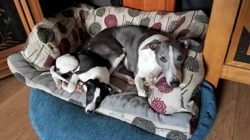 blue whippet with puppy