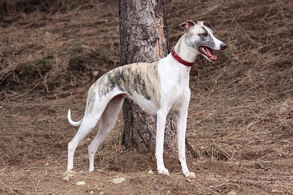 breeder of health tested whippets