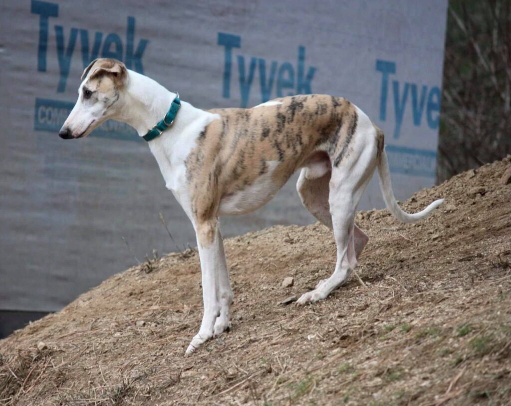 young male whippet