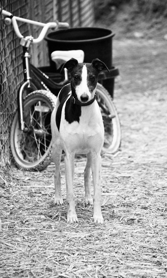 classic whippet