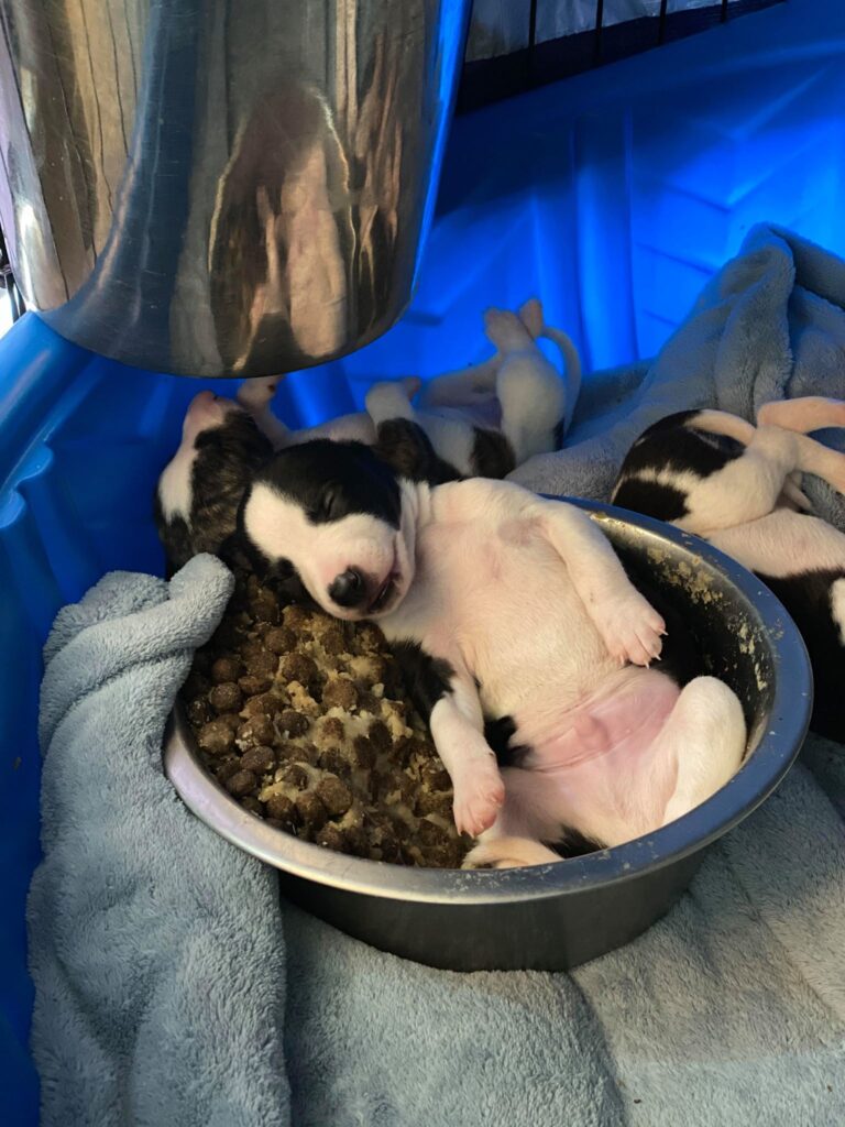 whippet pup asleep in the food bowl