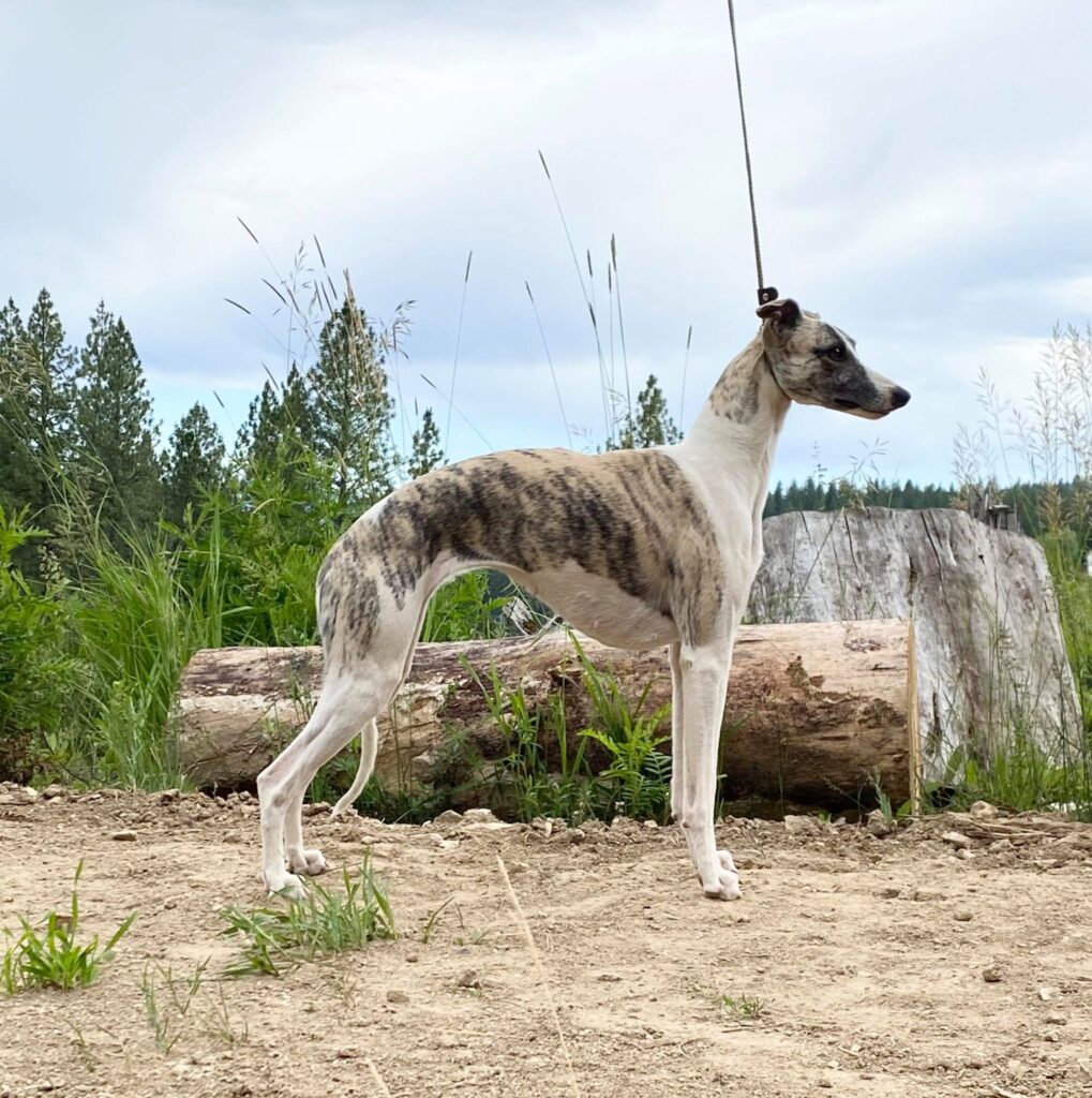 Fawn brindle whippet in washington