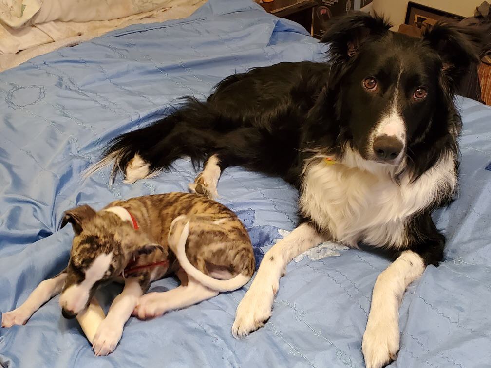 brindle male whippet and border collie