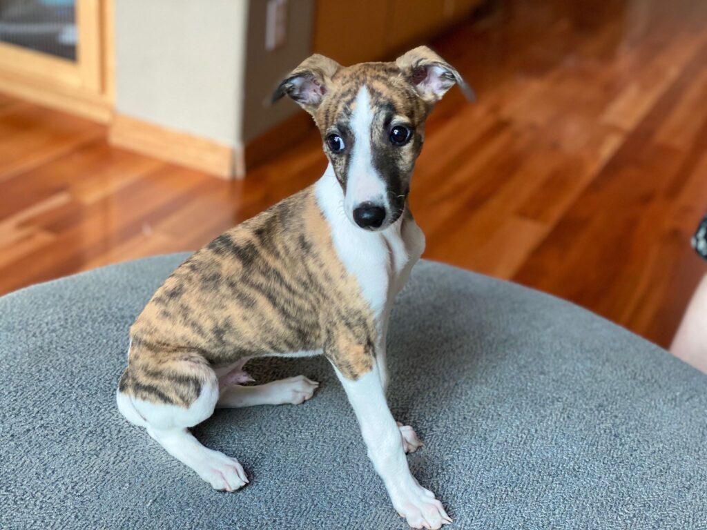 brindle whippet puppy in Boise Idaho