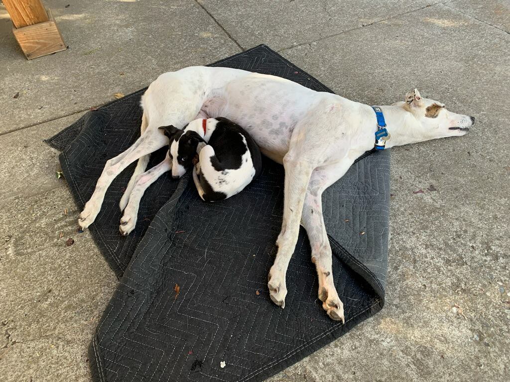 whippet puppy with greyhound