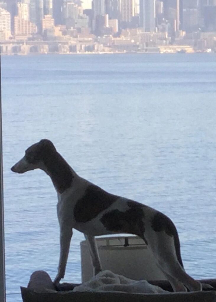 whippet looking out over waterscape