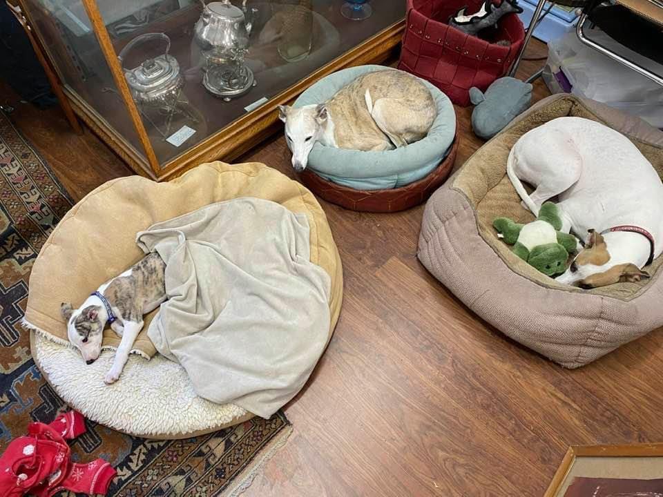 3 whippets all cozy in beds