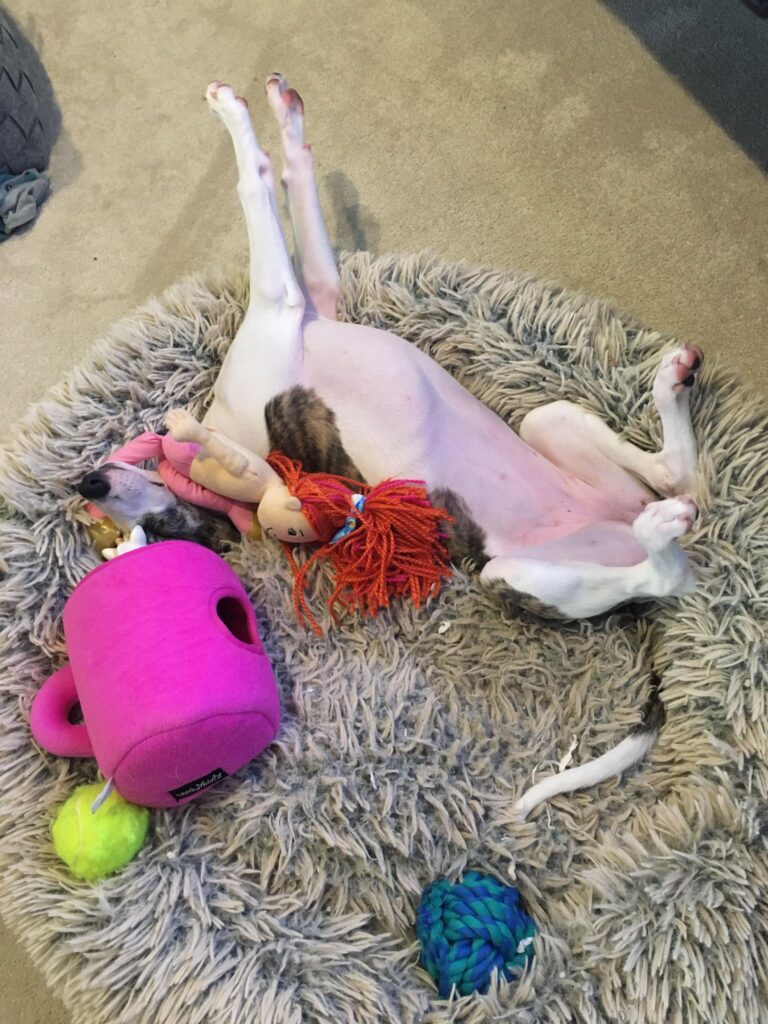 whippets love toys