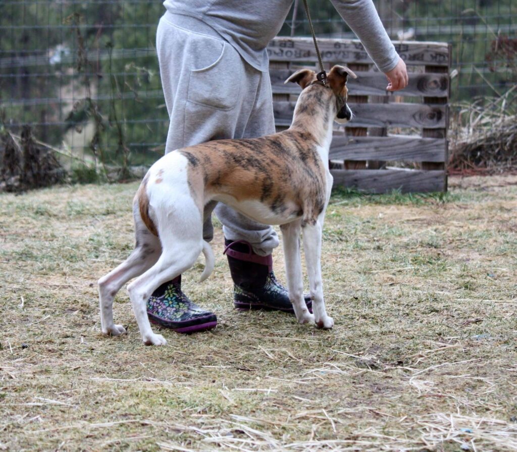 junior handler with a whippet