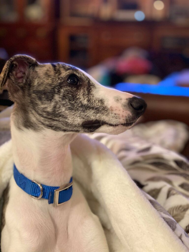 whippet puppy from florida breeder