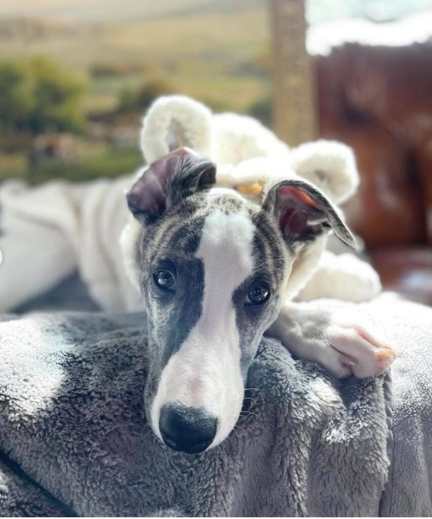 cozy whippet