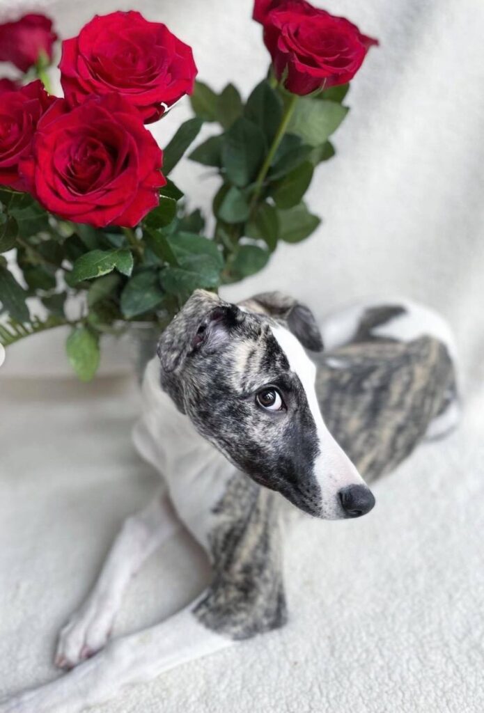 whippet photography