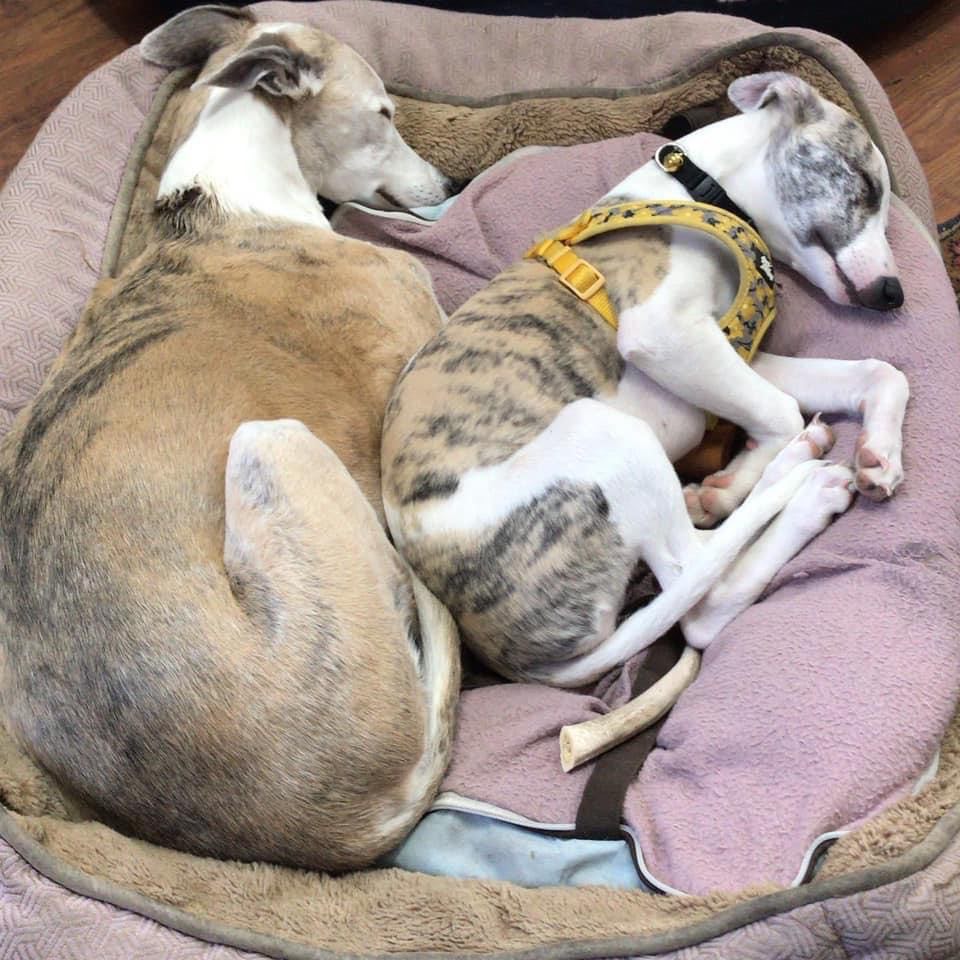 2 whippets in one bed