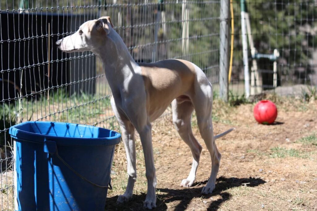 fawn and white whippet