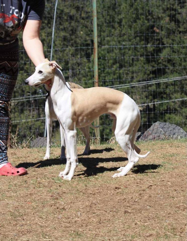 show quality whippet