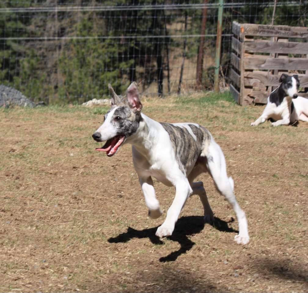 whippets love to run