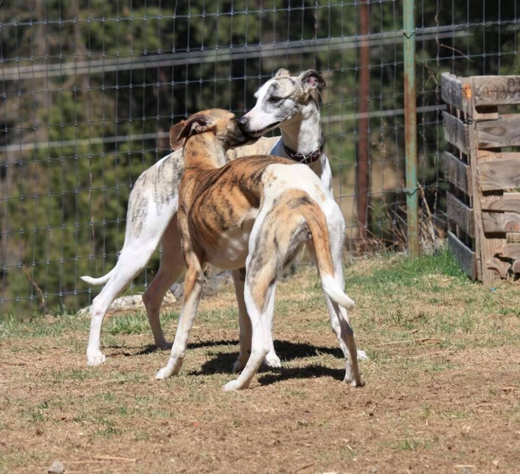whippet females playing