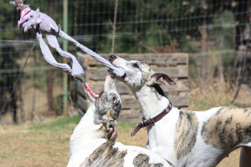 fawn brindle whippets playing together