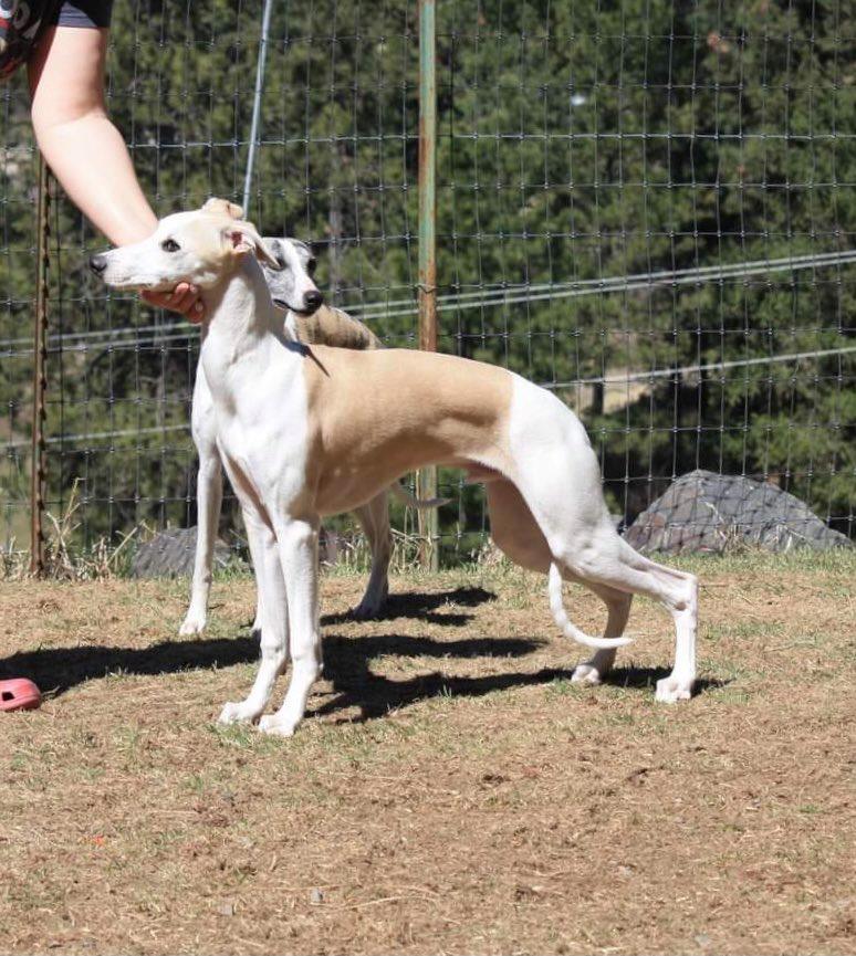 show quality male whippet