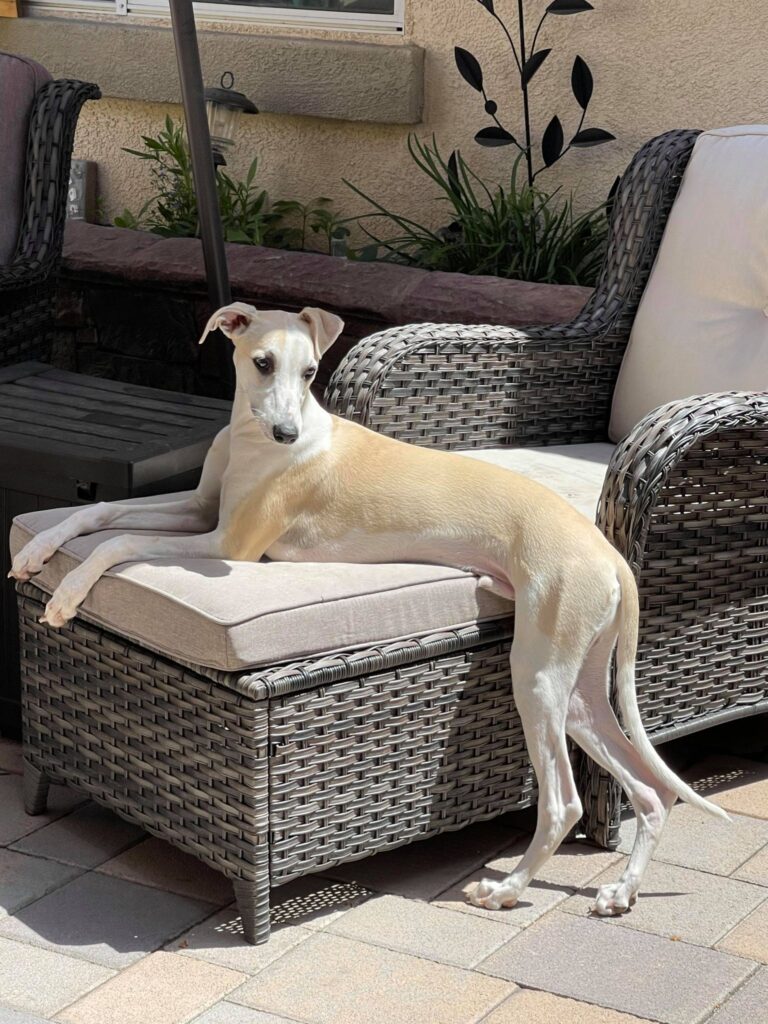 fawn and white whippet in california