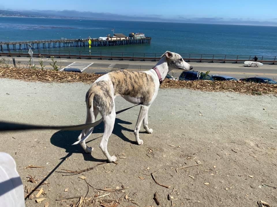 whippet on the water