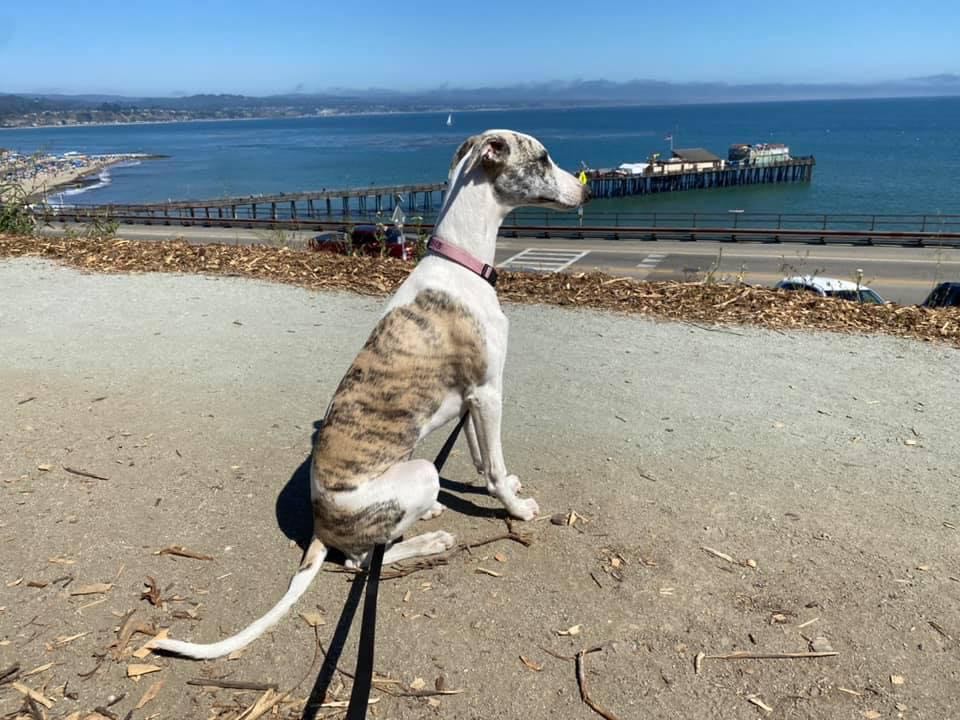 california whippets