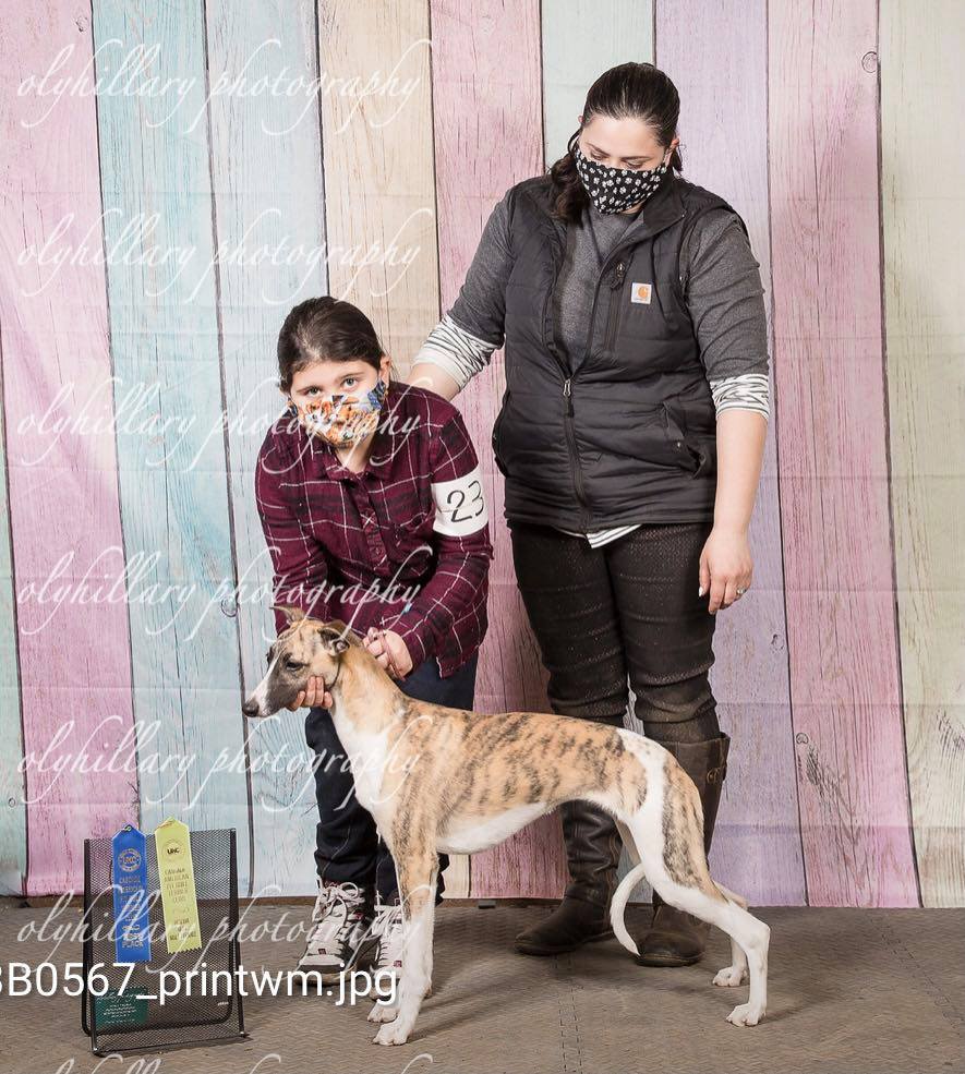 show winning whippet