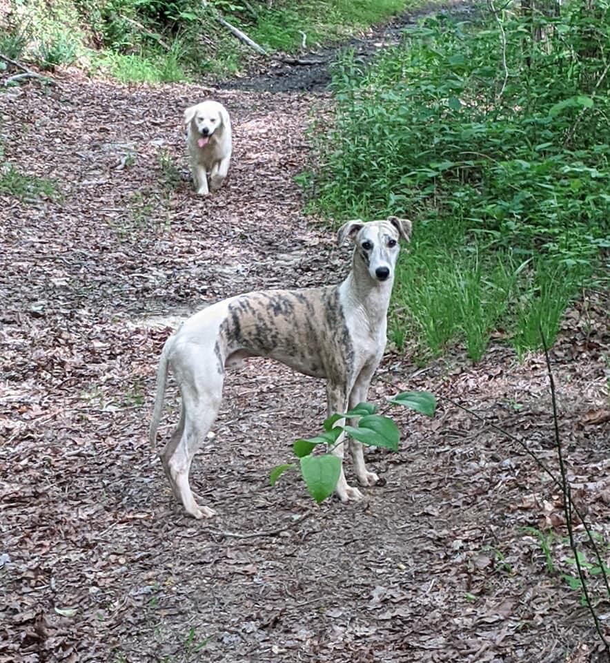 whippets in south carolina
