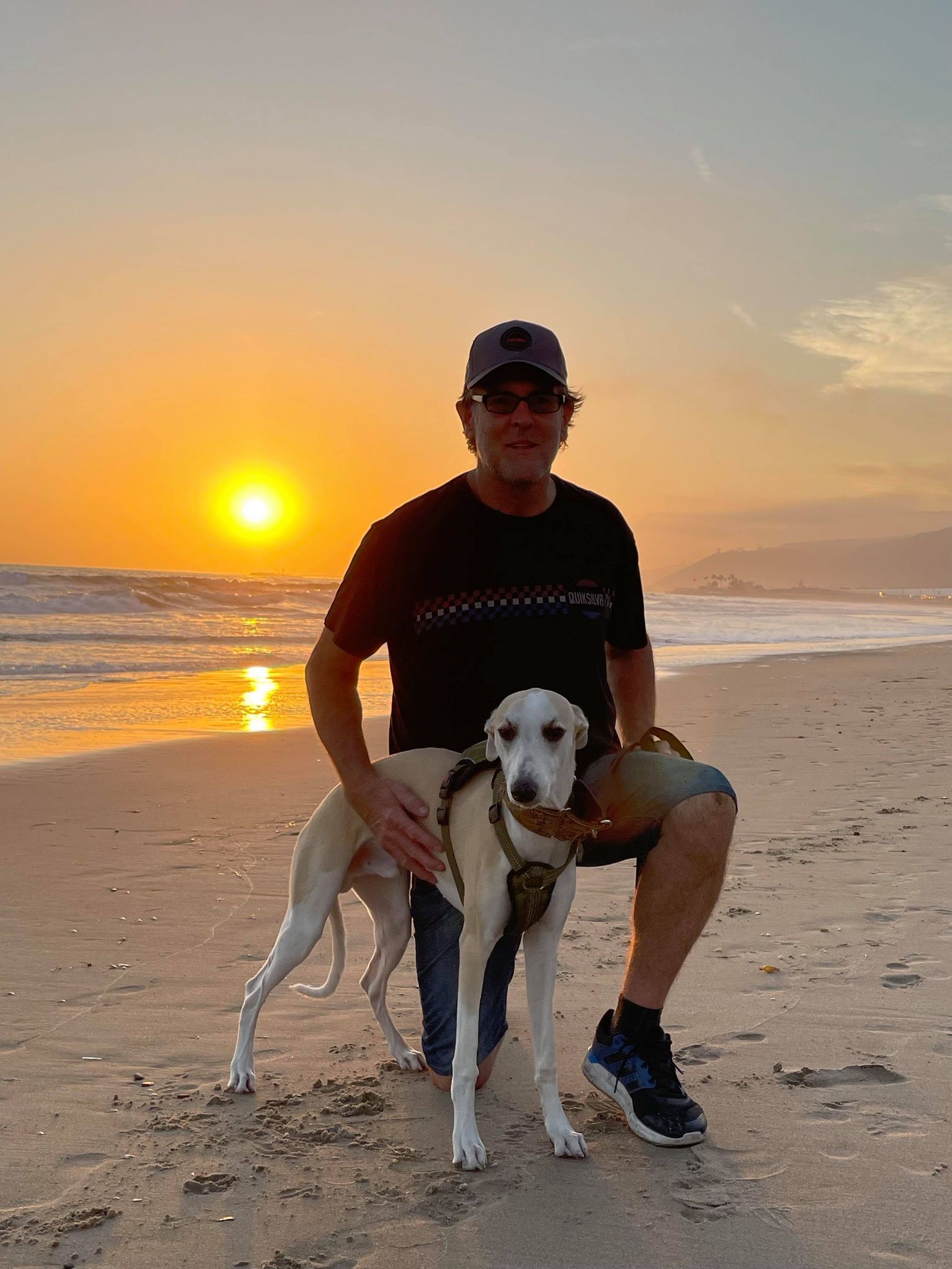 Fawn and white whippet in california