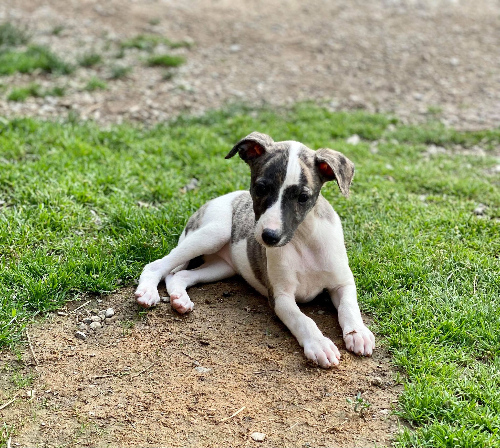 fawn brindle whippet breeder in Arizona