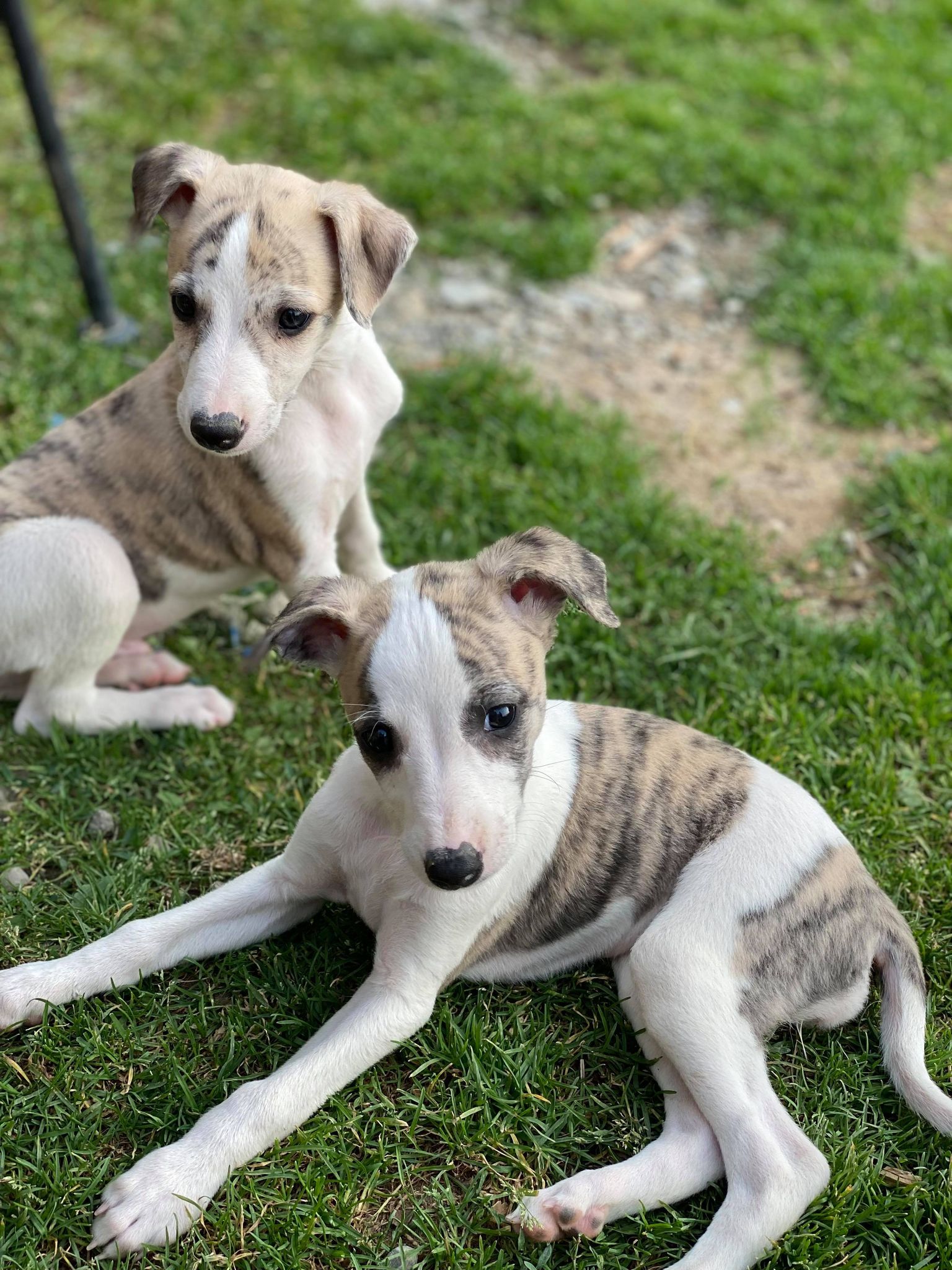 show quality whippet breeder in Arizona