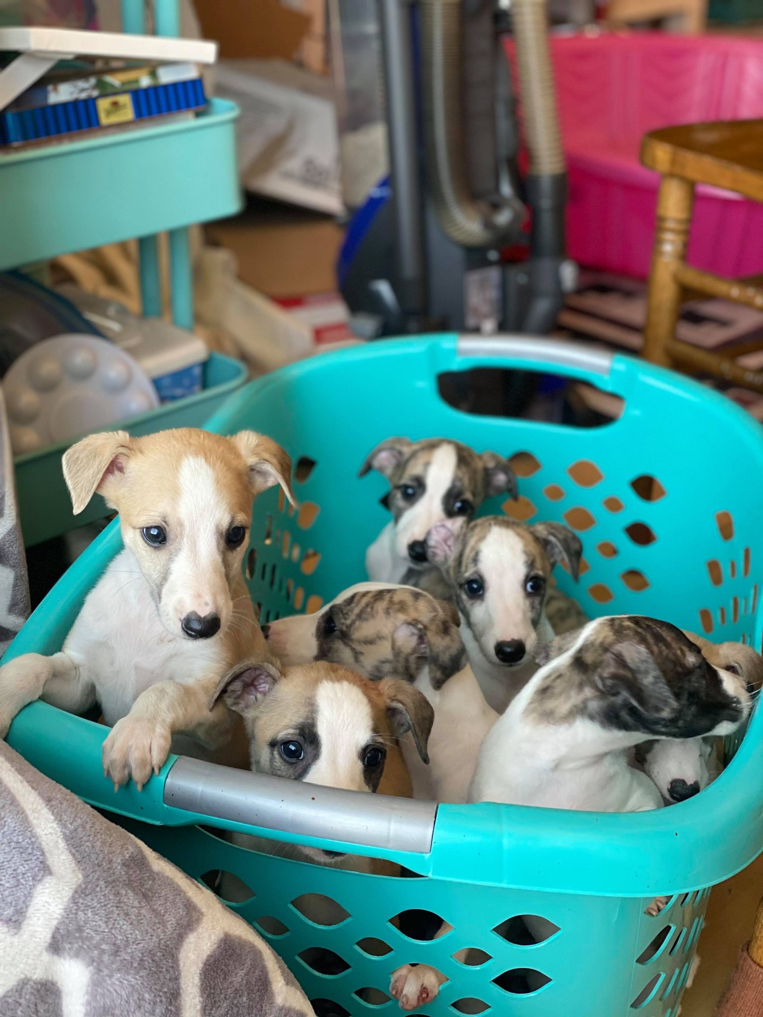 whippet puppies for sale in Arizona