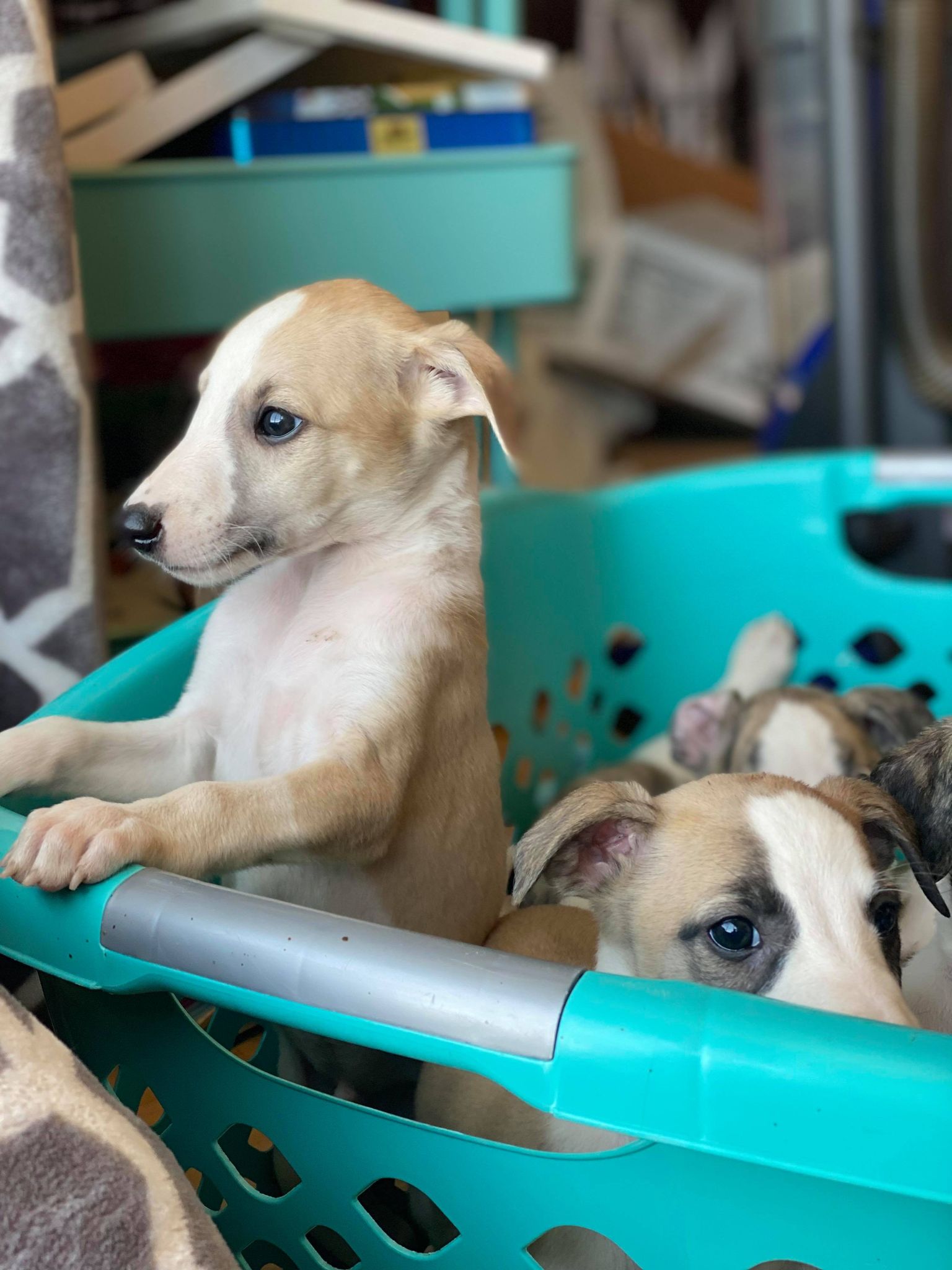 show quality whippet puppies for sale in Arizona