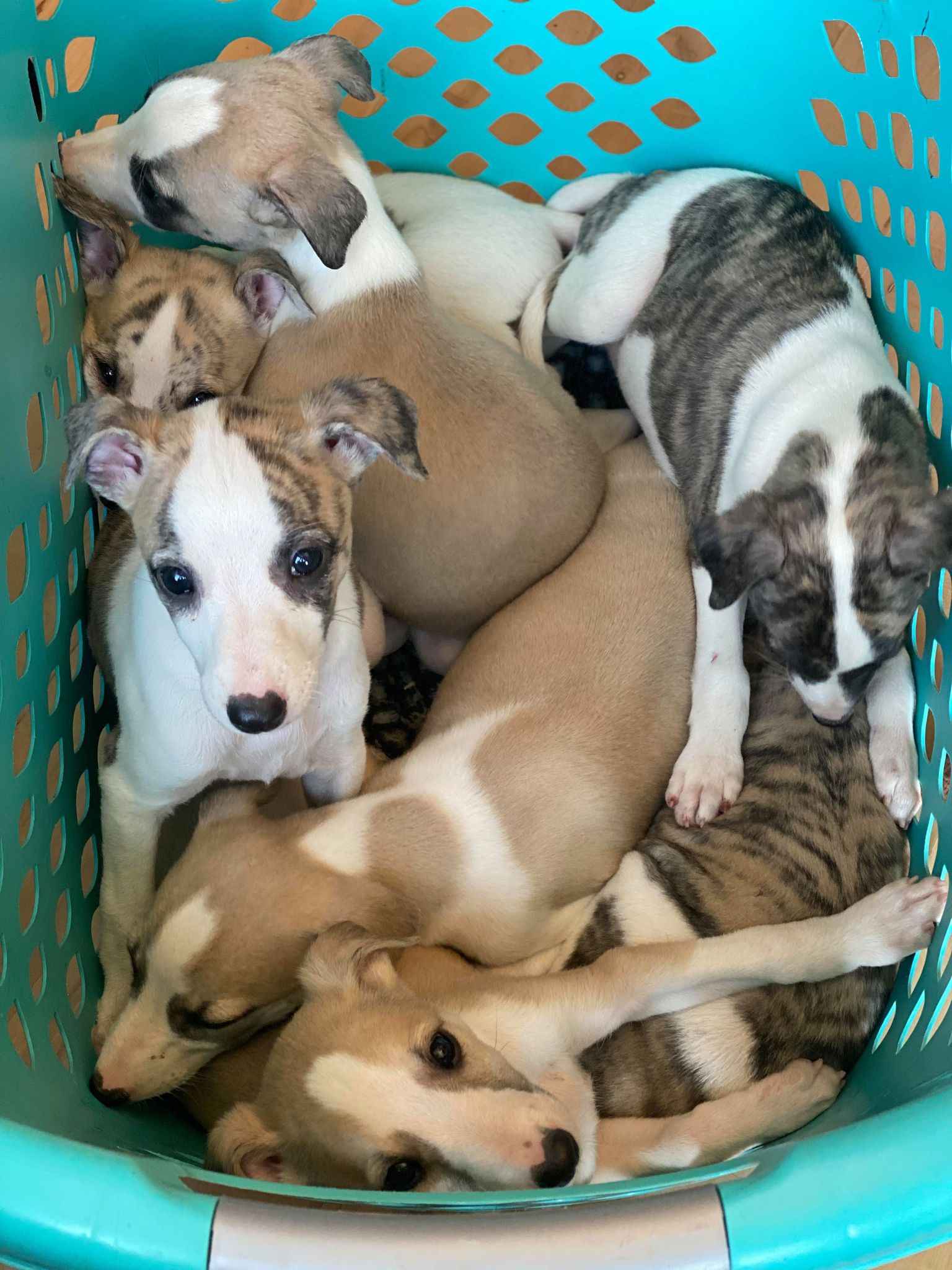 show quality whippets for sale in arizona