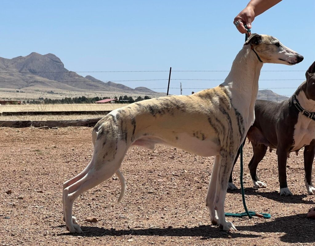 whippet stud dog in arizona