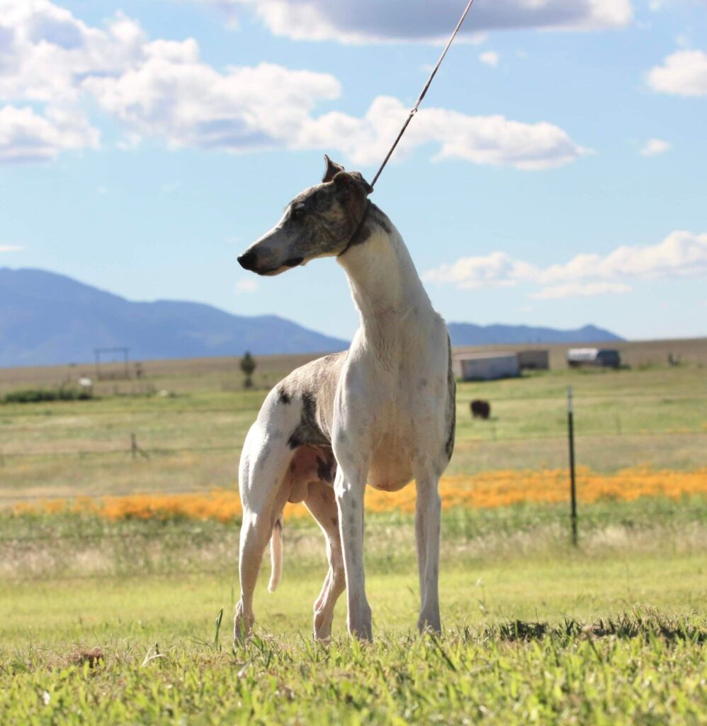 whippet stud dog in arizona